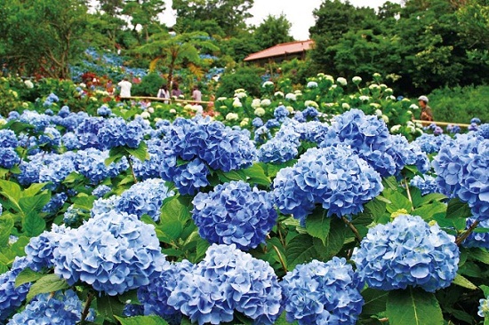 Hoa Ajisai rất được ưa chuộng tại Nhật Bản
