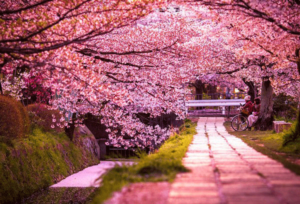 Mùa xuân ở Nhật Bản